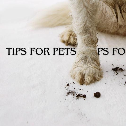 7 Tips for Pet Owners to Help Keep the House Tidy & 10 Items to Donate to Shelters and Animal Rescues